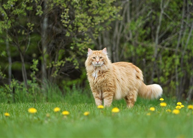 Cute Orange Cats
