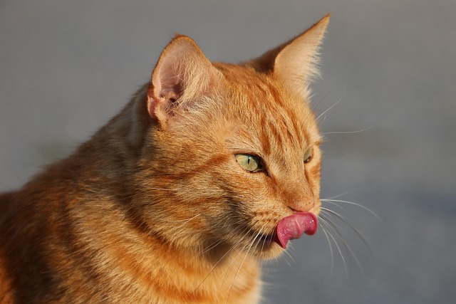 Cute Orange Cats
