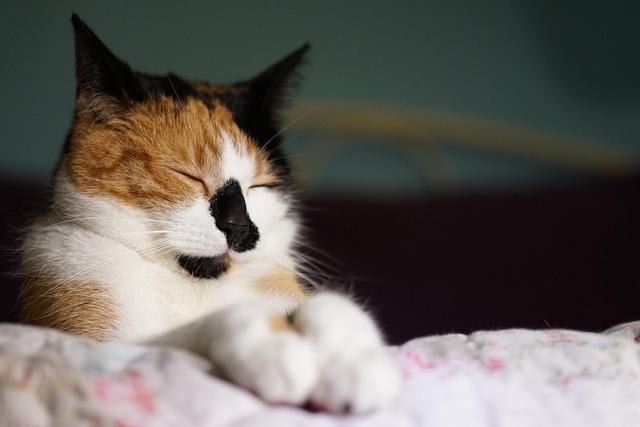 Cute Orange Cats