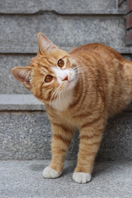 Cute Orange Cats
