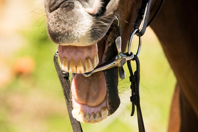 dentures dentistry