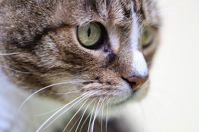Domestic Cats