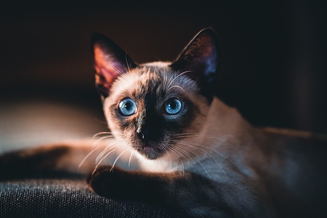 Domestic Cats