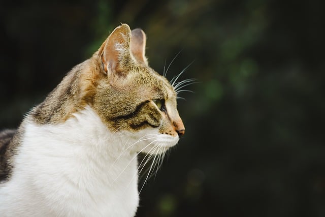 Domestic Cats