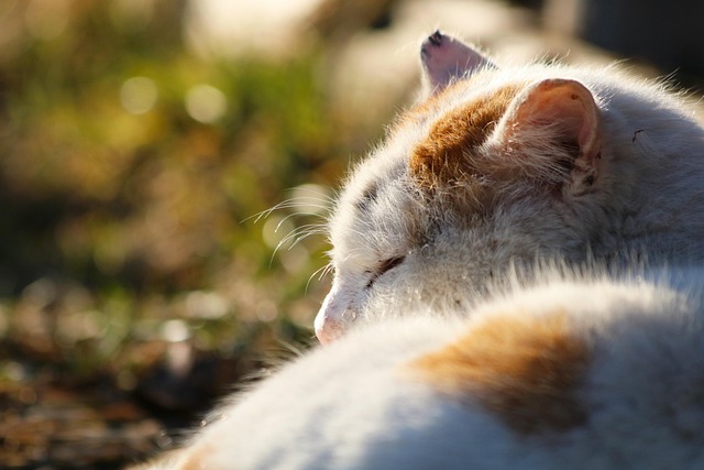 Nurturing Bonds: Domestic Cats – Companions for Life