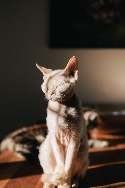 Domestic Cats
