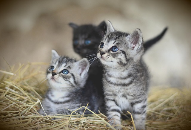 Unveiling Secrets of Domestic Cat Care and Behavior