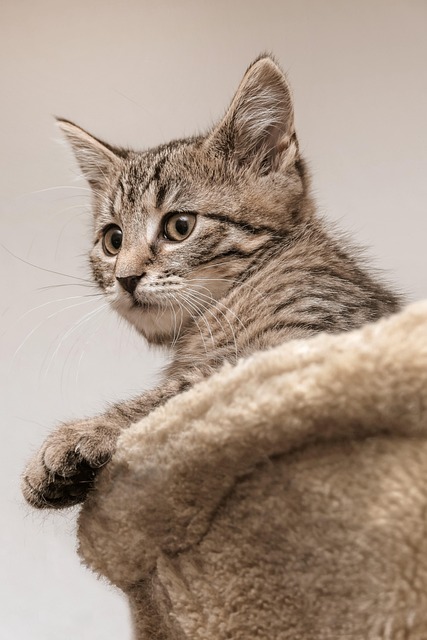 Domestic Cats