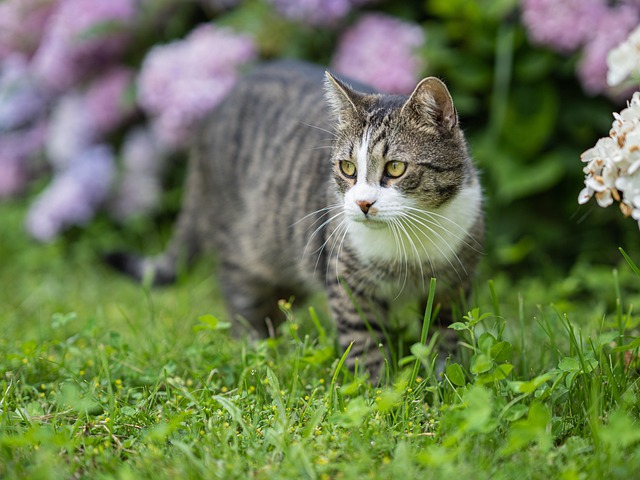 Domestic Cats