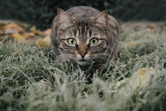 Domestic Cats