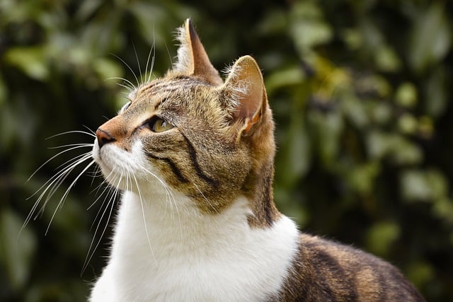 Domestic Cats
