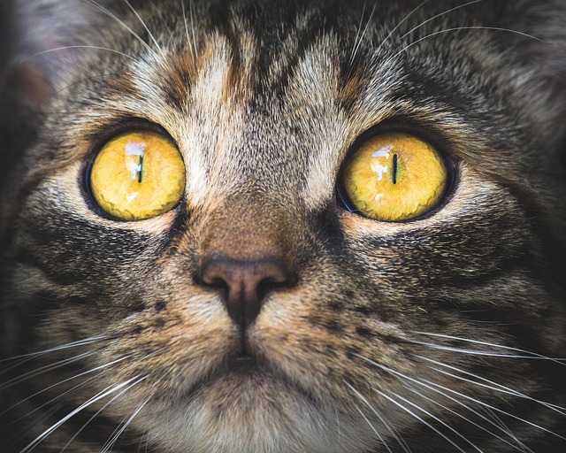 Domestic Cats