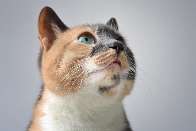 Domestic Cats
