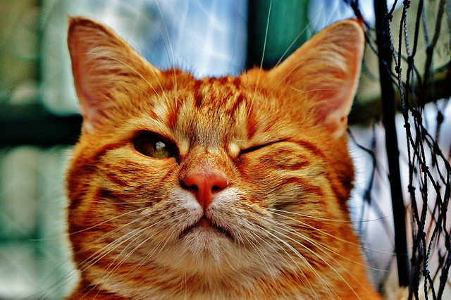 Domestic Cats