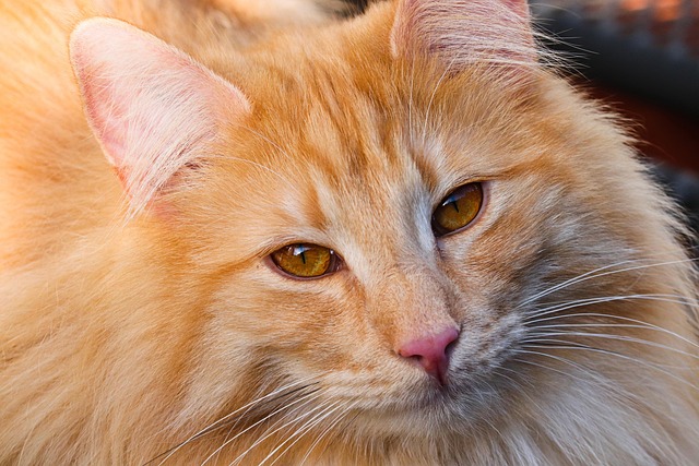 Domestic Cats