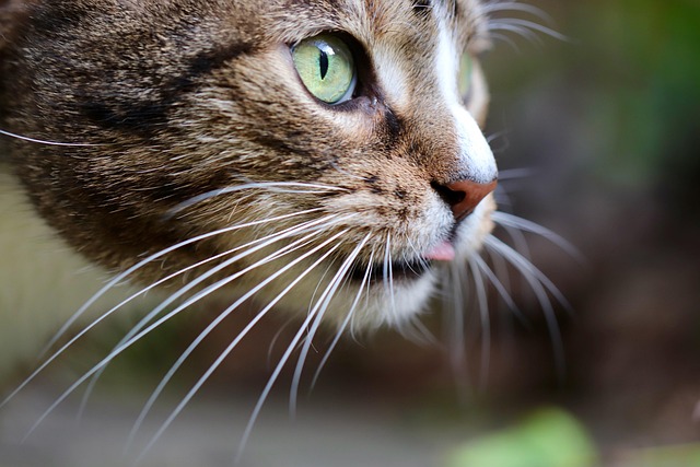 Domestic Cats