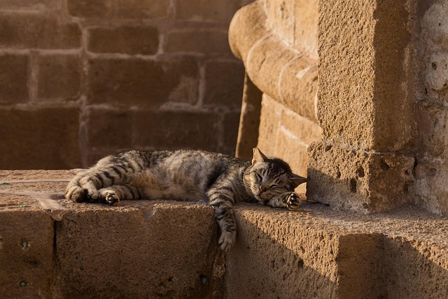 Domestic Cats