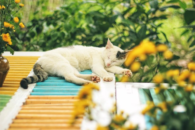 Domestic Cats