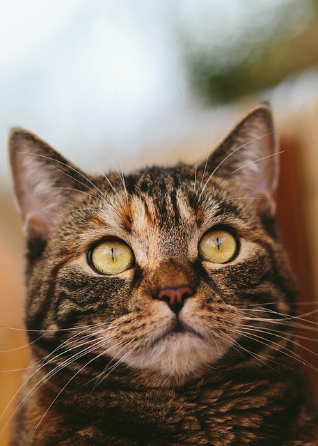 domestic-cats-640x480-96011607.jpeg
