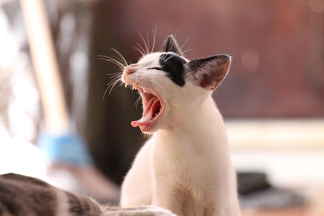 Domestic Cats