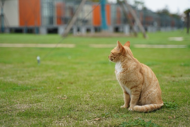Domesticated Orange Tabbies