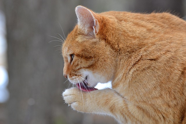 Domesticated Orange Tabbies