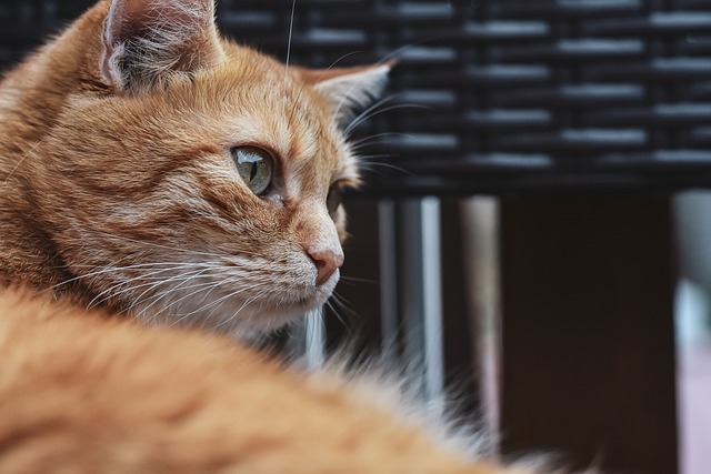 Domesticated Orange Tabbies