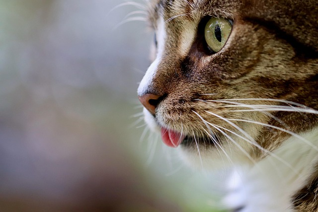 Domesticated Tabby Cats