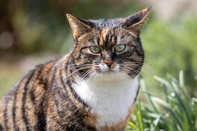 Domesticated Tabby Cats