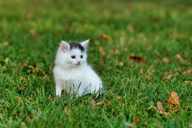 Domesticated Tabby Cats