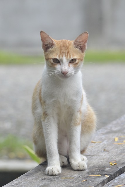 Domesticated Tabby Cats