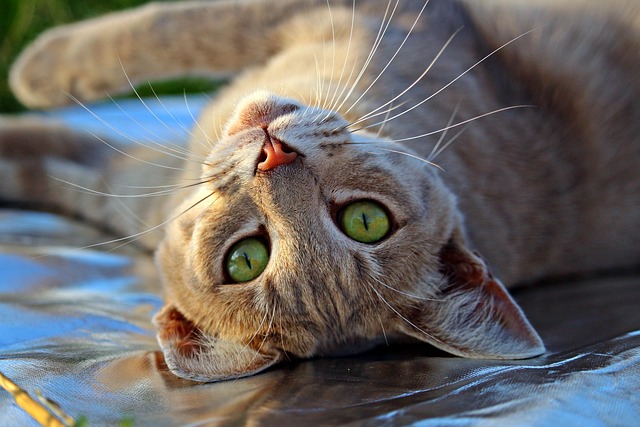 Domesticated Tabby Cats