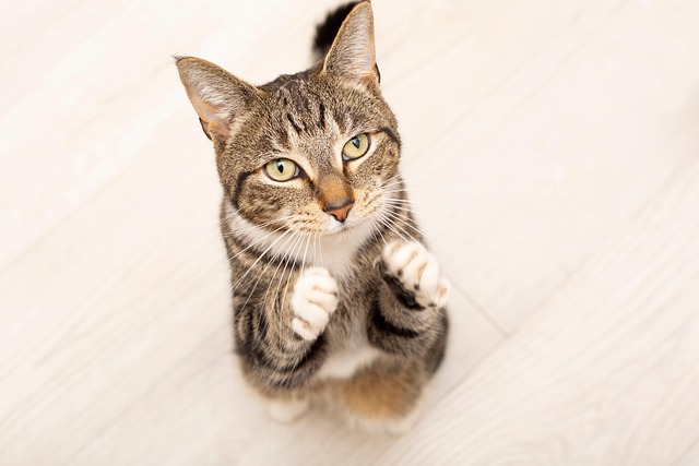 Domesticated Tabby Cats