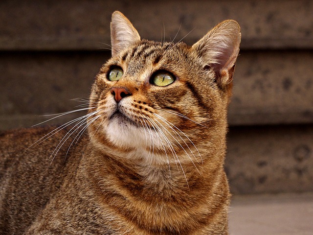 Domesticated Tabby Cats
