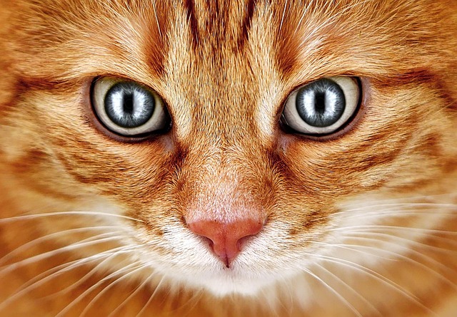 Domesticated Tabby Cats