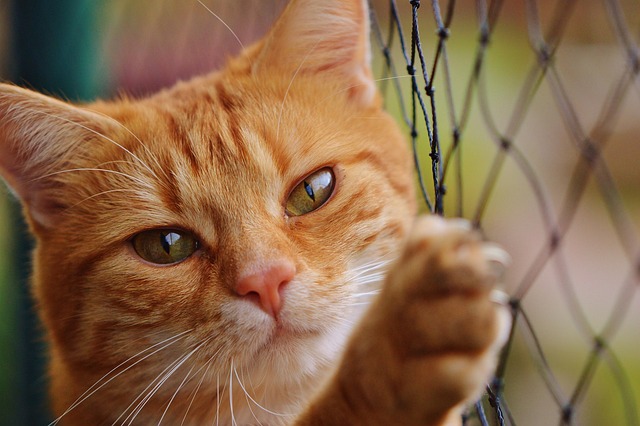 Domesticated Tabby Cats