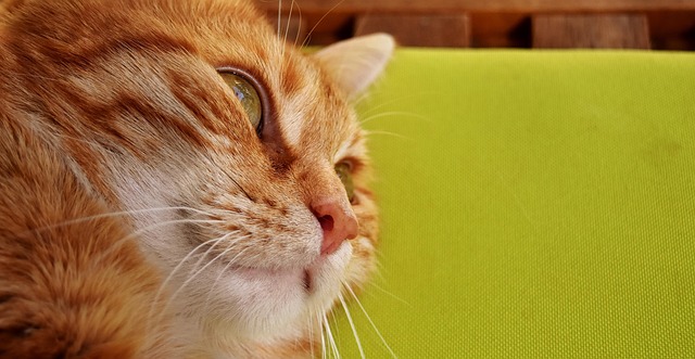 domesticated-tabby-cats-640x480-92468138.jpeg