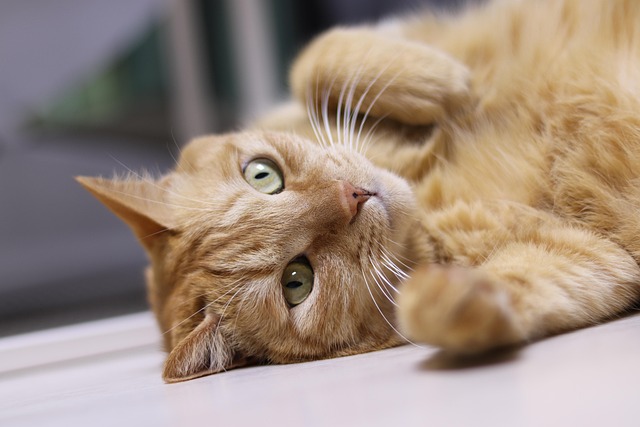 Domesticated Tabby Cats
