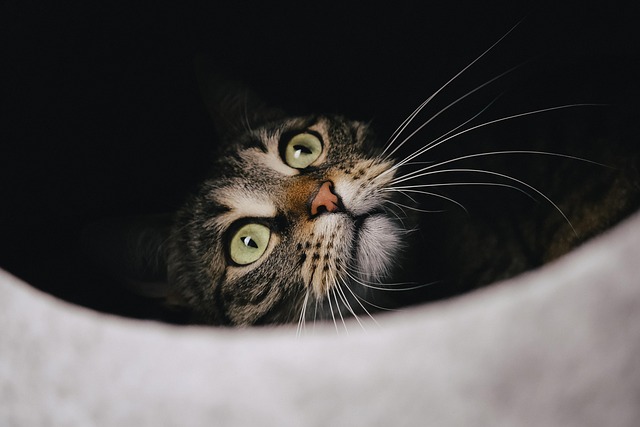 Domesticated Tabby Cats