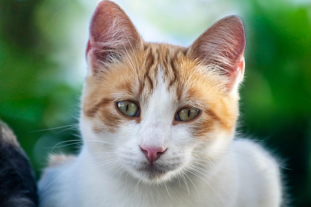 Ginger Cats