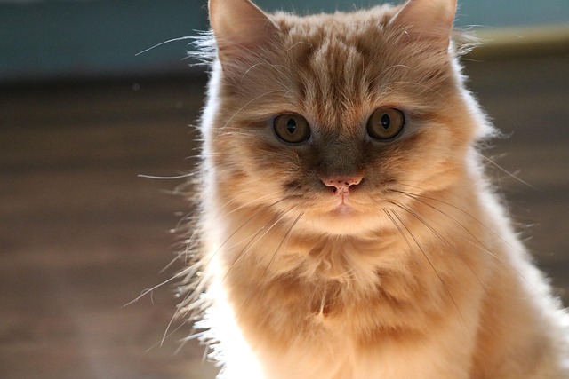 Ginger Cats