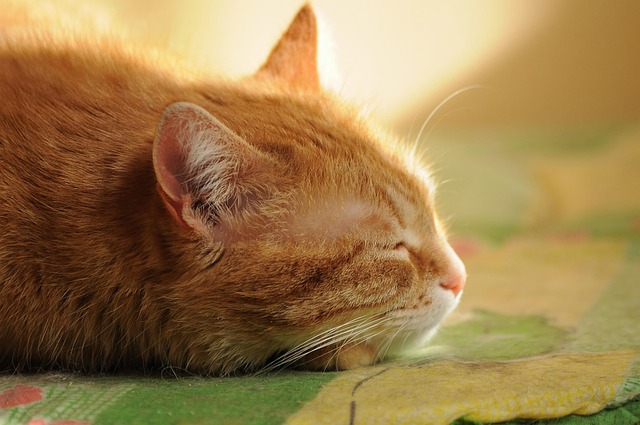 ginger-cats-640x480-15402979.jpeg