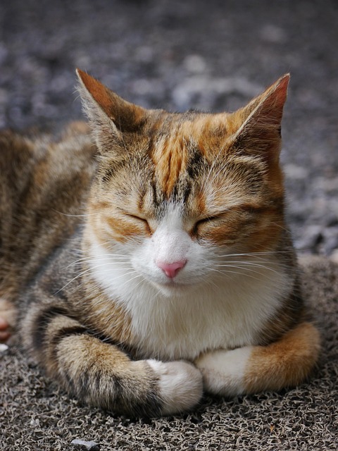 Ginger Cats