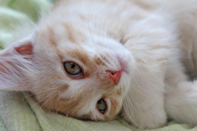 Ginger Cats