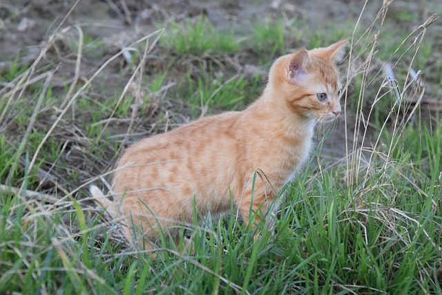 Ginger Cats