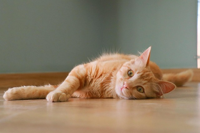 Ginger Cats
