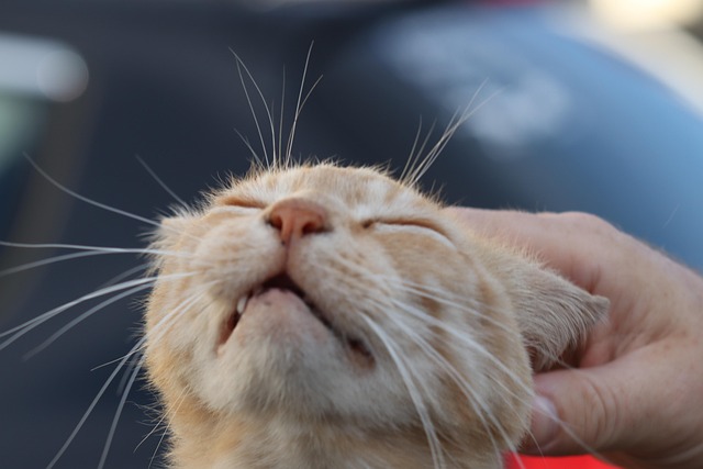 Ginger Cats