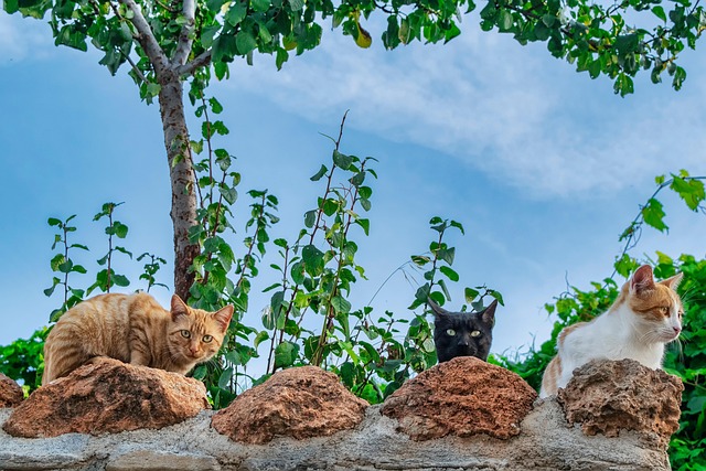 ginger-cats-640x480-37804339.jpeg