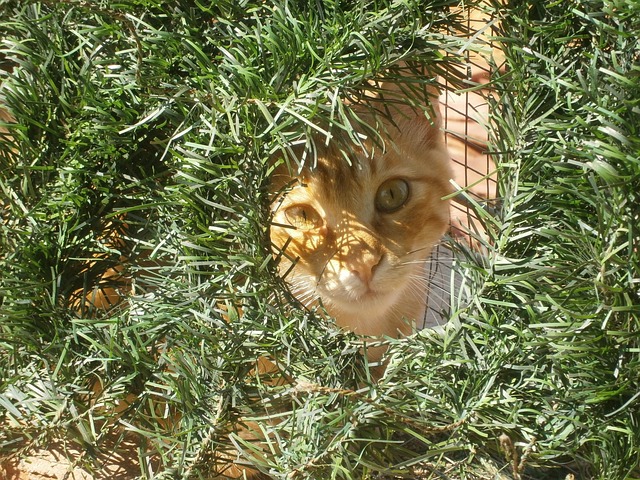Ginger Cats