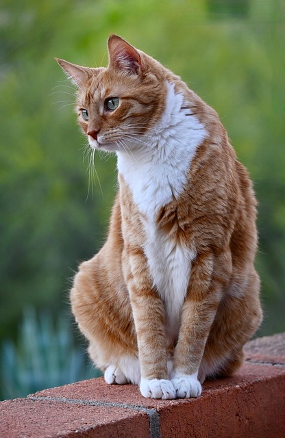 Ginger Cats